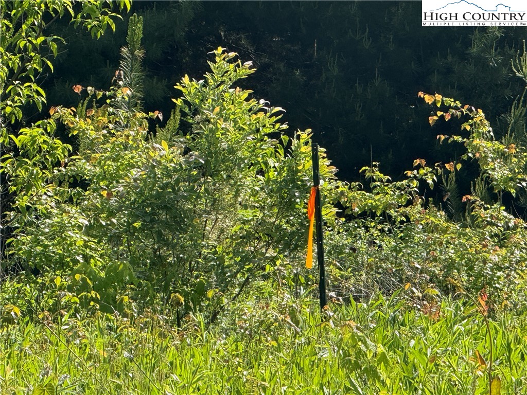 Holly Ridge Road West Jefferson, NC 28694 - Photo 5 of 14 Gallery Image 5