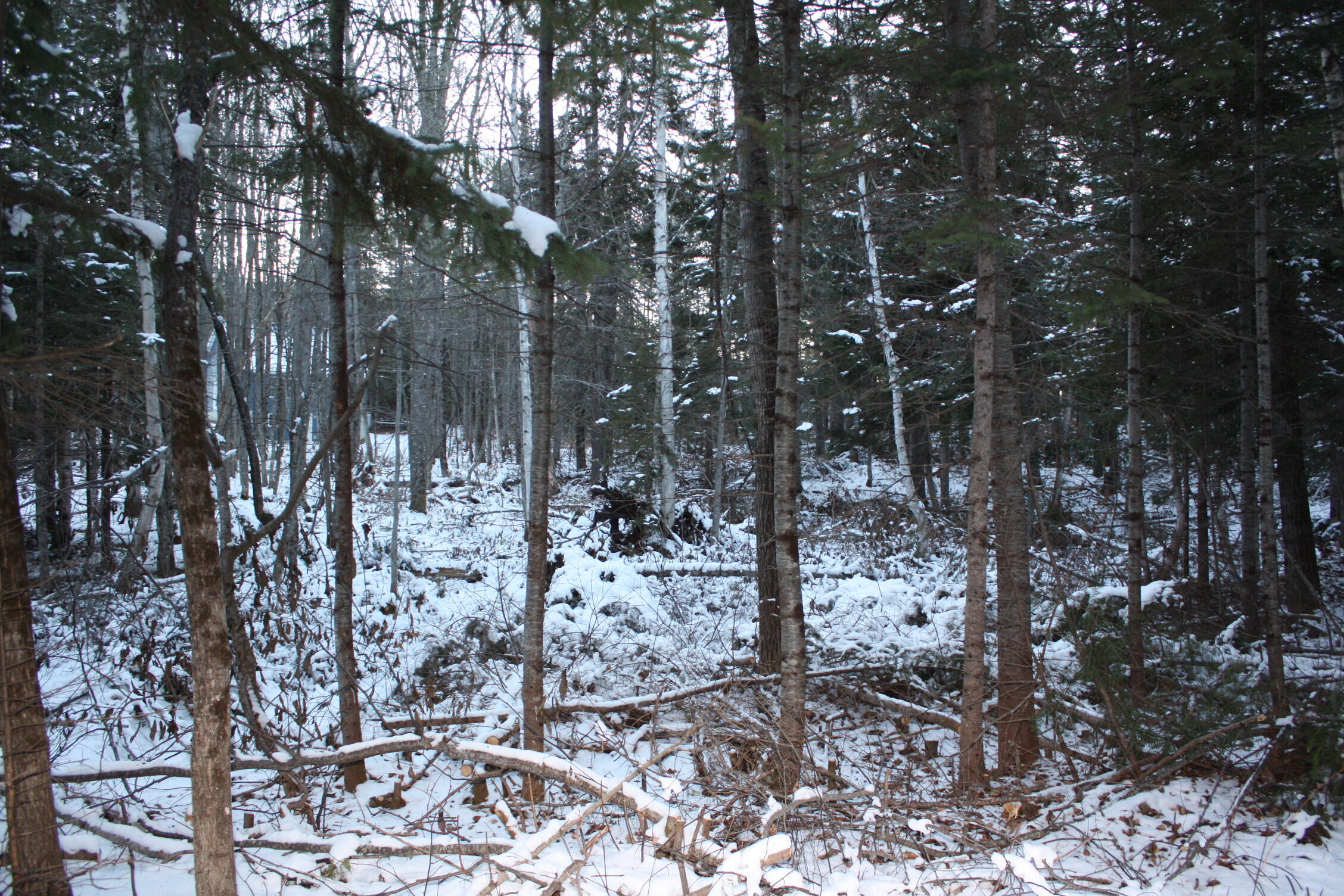 0 Wildcat Trail Stratton, ME 04982 - Photo 4 of 8 IMG_7972