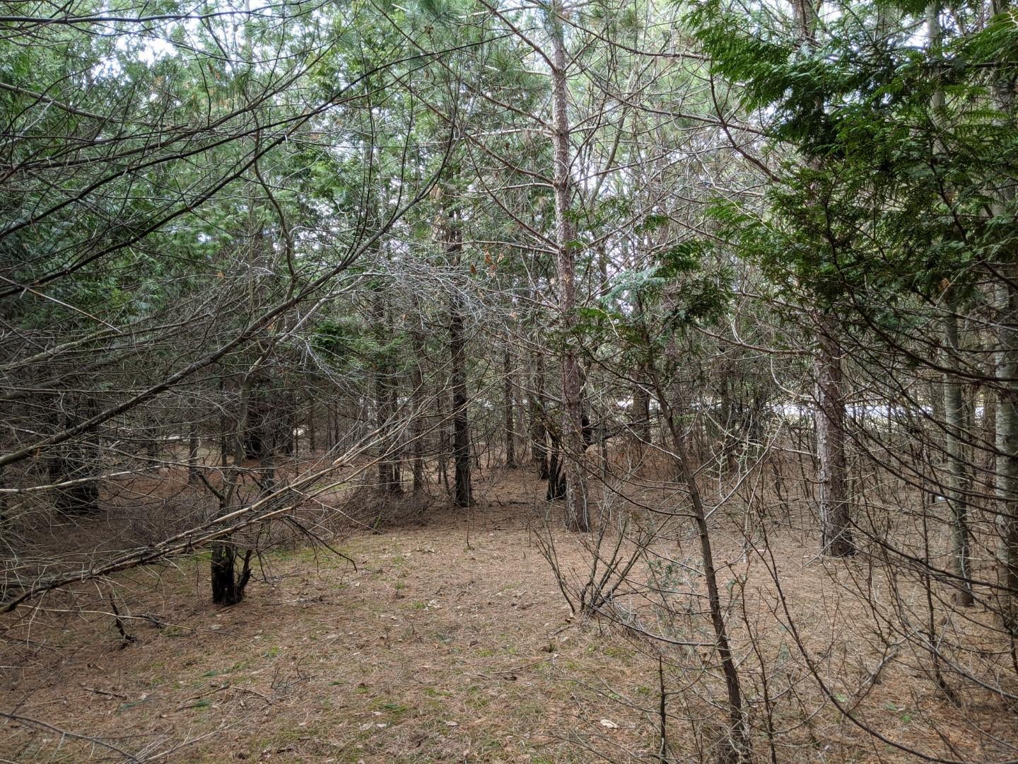 0 Dukes Road Moran, MI 49760 - Photo 5 of 23 Gallery Image 5