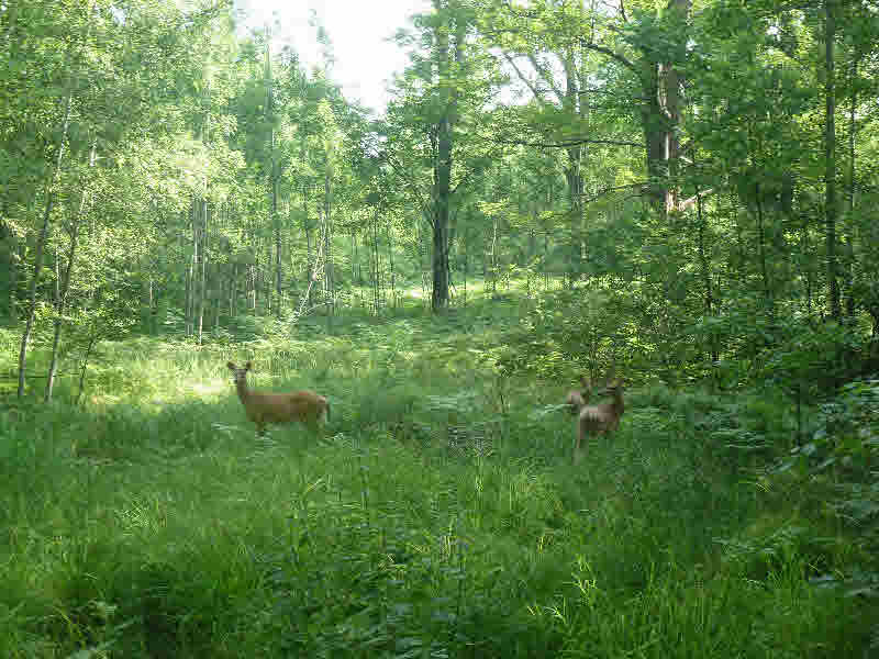 0 North Flajole Road Kawkawlin, MI 48631 - Photo 5 of 8