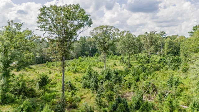 a view of a yard and trees