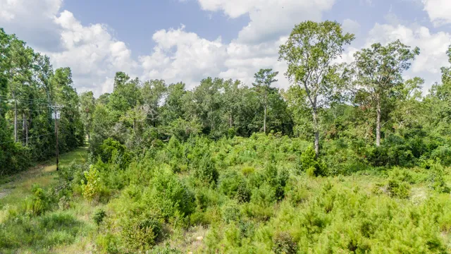 view of a bunch of trees and bushes