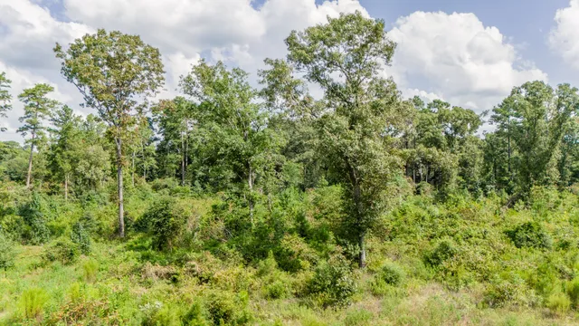 a close up of a plant