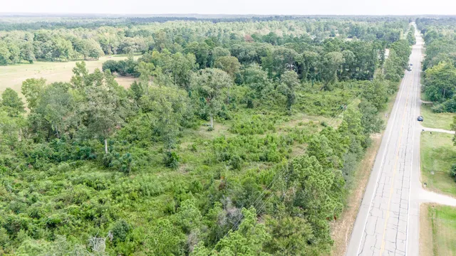 a view of a forest with a street