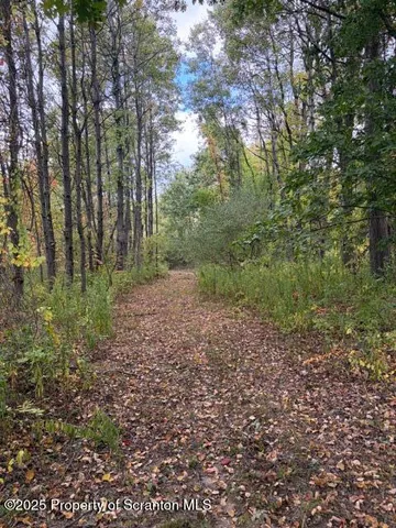 a view of a big yard with lots of trees