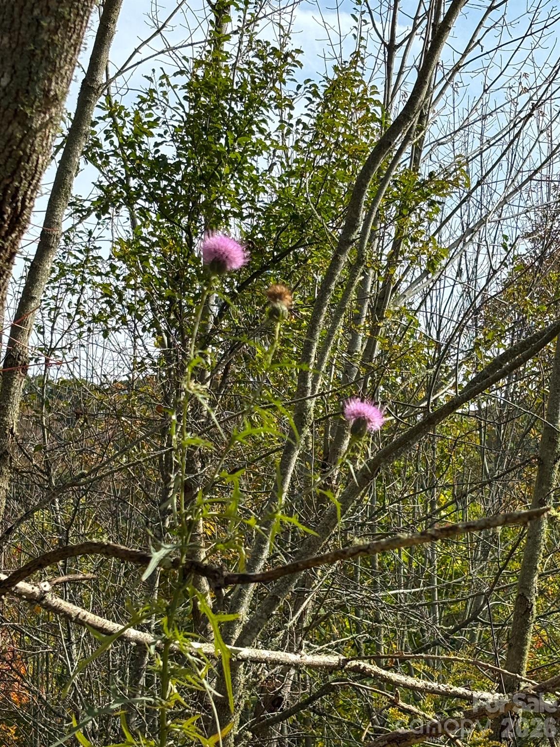 2 Turkey Trot Road Clyde, NC 28721 - Photo 44 of 48