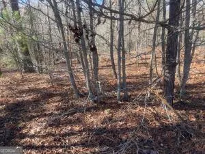 a view of a yard with a tree