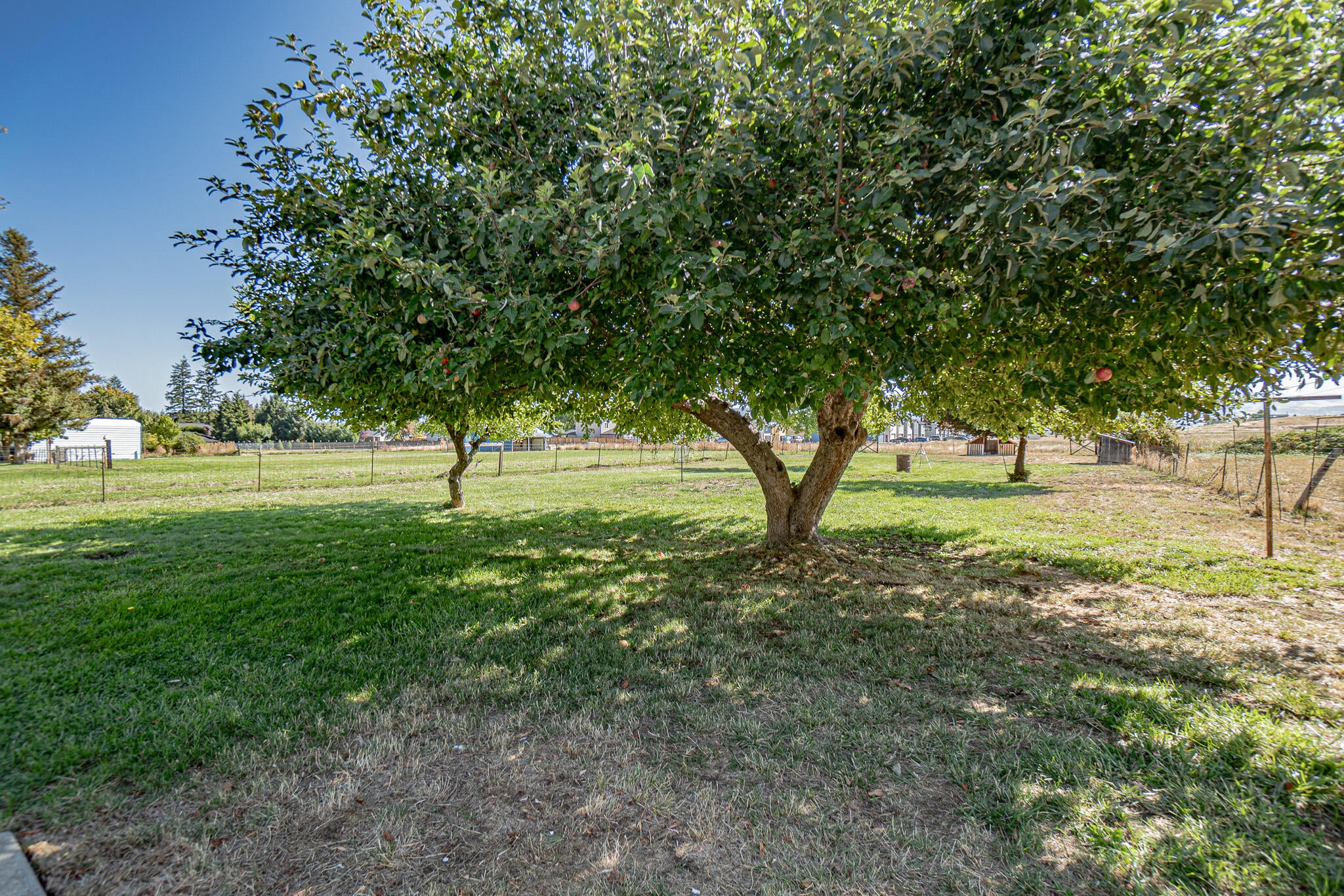 912 South Stage Road, Unit B Medford, OR 97501 - Photo 14 of 15 14 Fruit Tree
