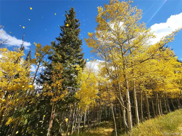 a close up of a tree