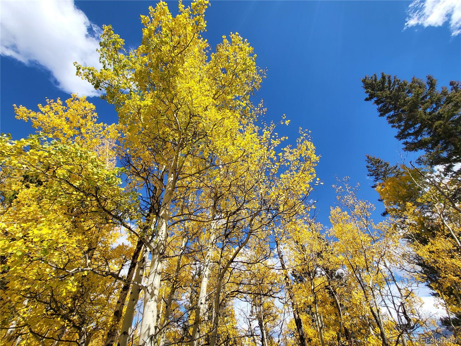 0 Michigan Hill Road Jefferson, CO 80456 - Photo 26 of 49 a picture of flowers