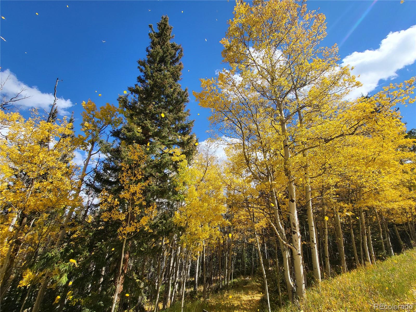 0 Michigan Hill Road Jefferson, CO 80456 - Photo 27 of 49 a view of garden
