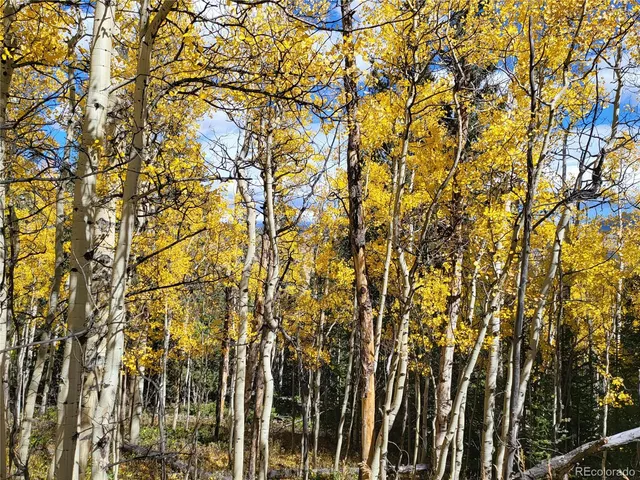 a view of a yard with plants and trees