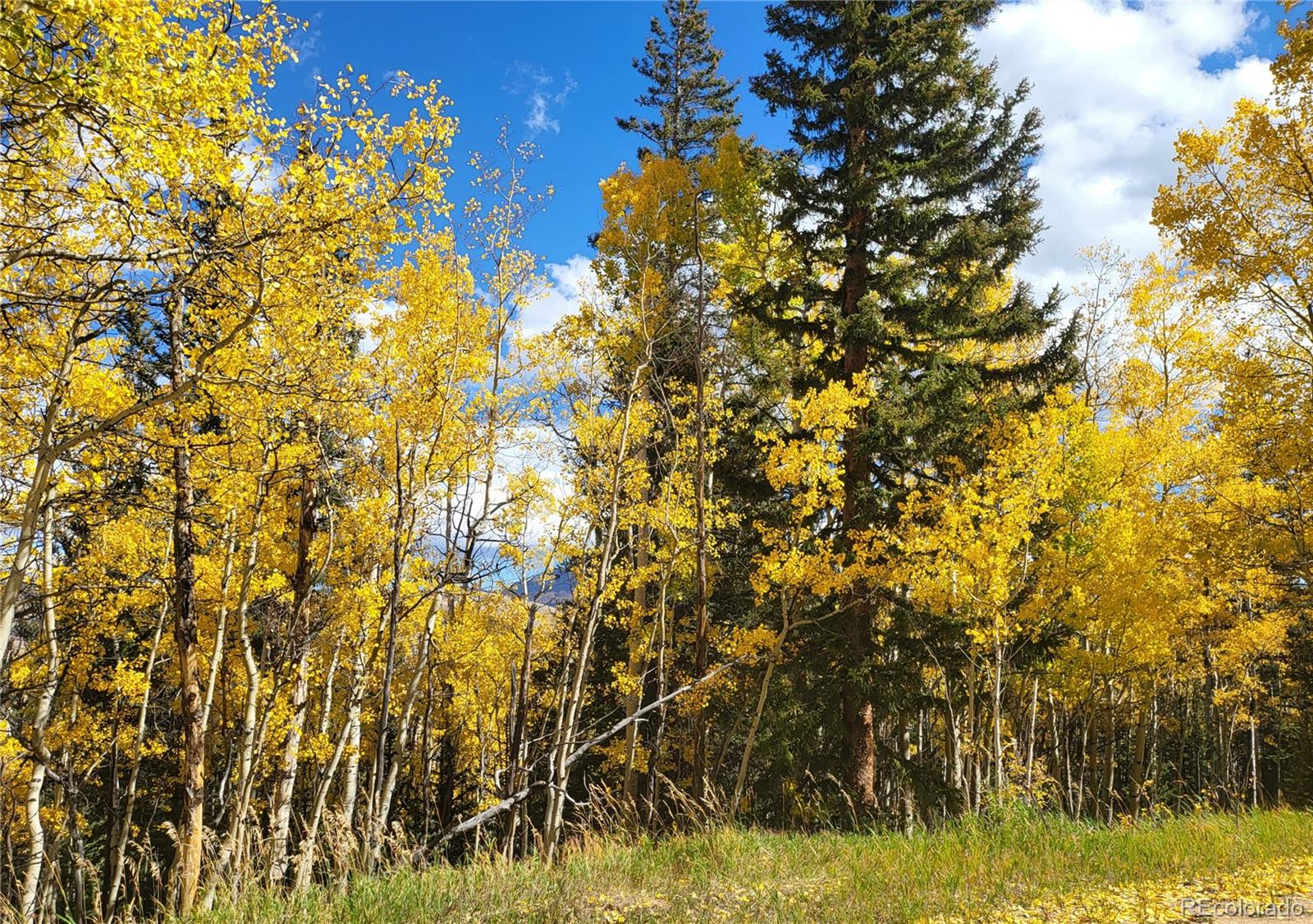 0 Michigan Hill Road Jefferson, CO 80456 - Photo 29 of 49 a view of a yard