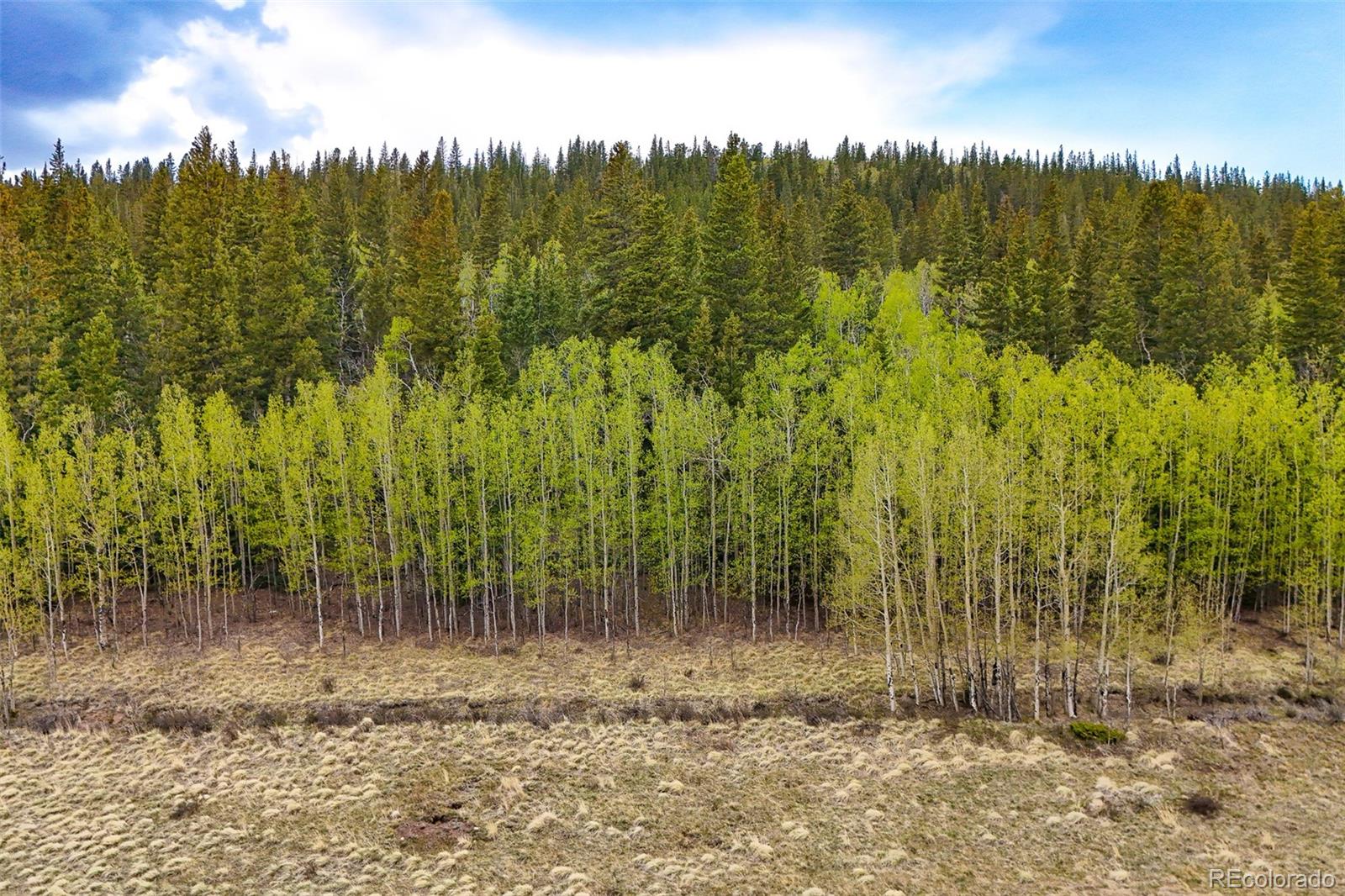 0 Michigan Hill Road Jefferson, CO 80456 - Photo 3 of 49 a view of a yard with trees in the background