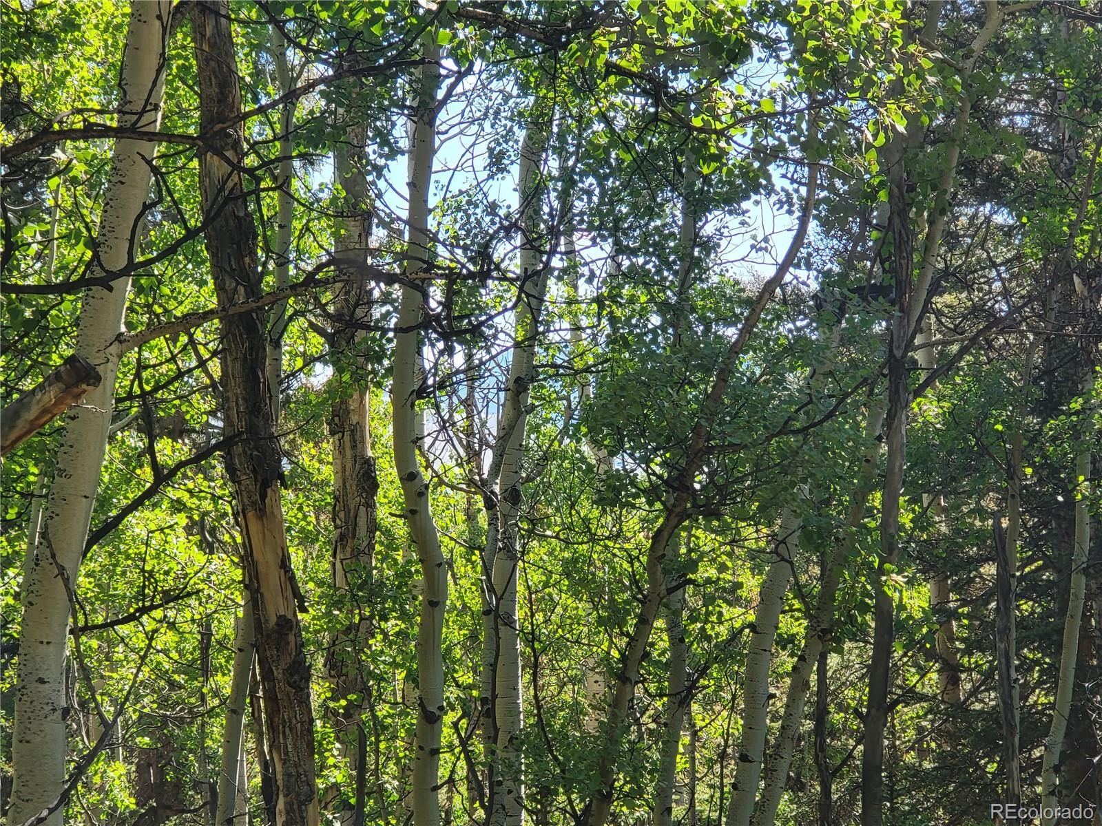 0 Michigan Hill Road Jefferson, CO 80456 - Photo 31 of 49 a view of tree