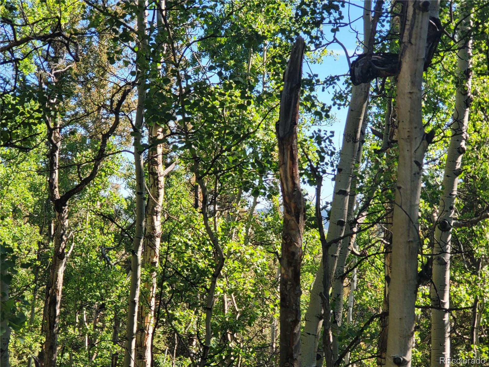 0 Michigan Hill Road Jefferson, CO 80456 - Photo 34 of 49 a view of a tree