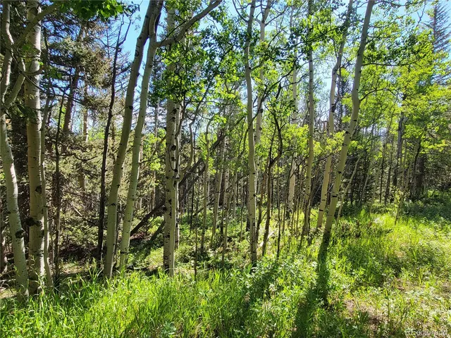 a view of forest