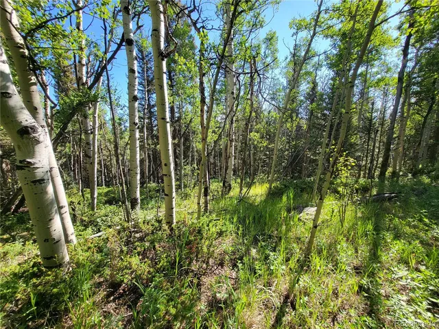 a view of a pathway both side of grassy field with trees