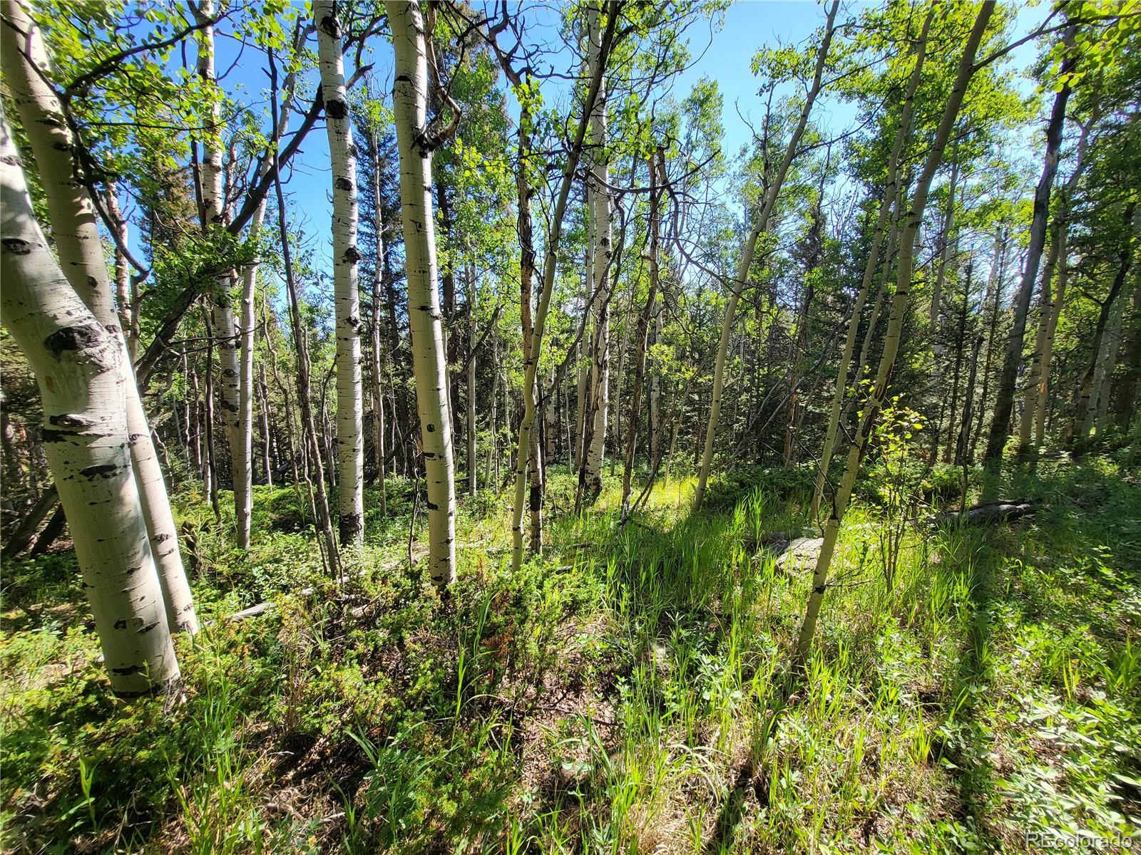 0 Michigan Hill Road Jefferson, CO 80456 - Photo 40 of 49 a view of yard