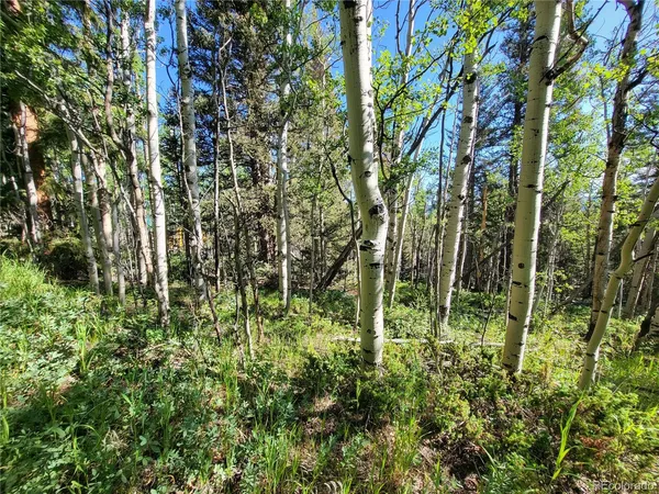 a view of a yard with plants and large trees