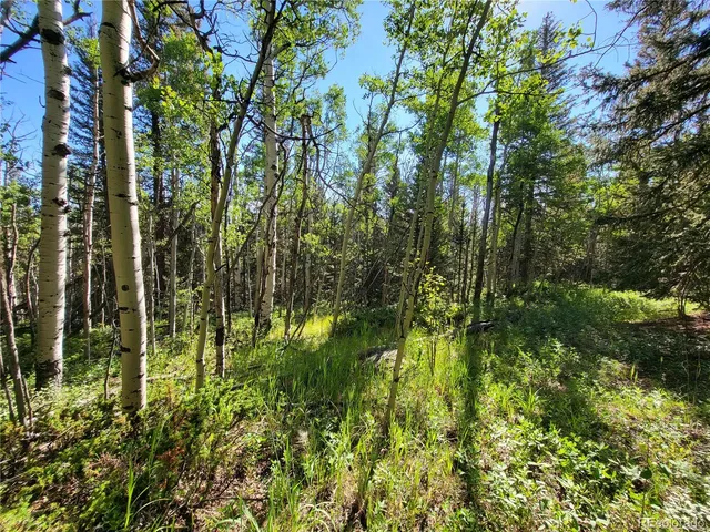 a view of a bunch of flowers