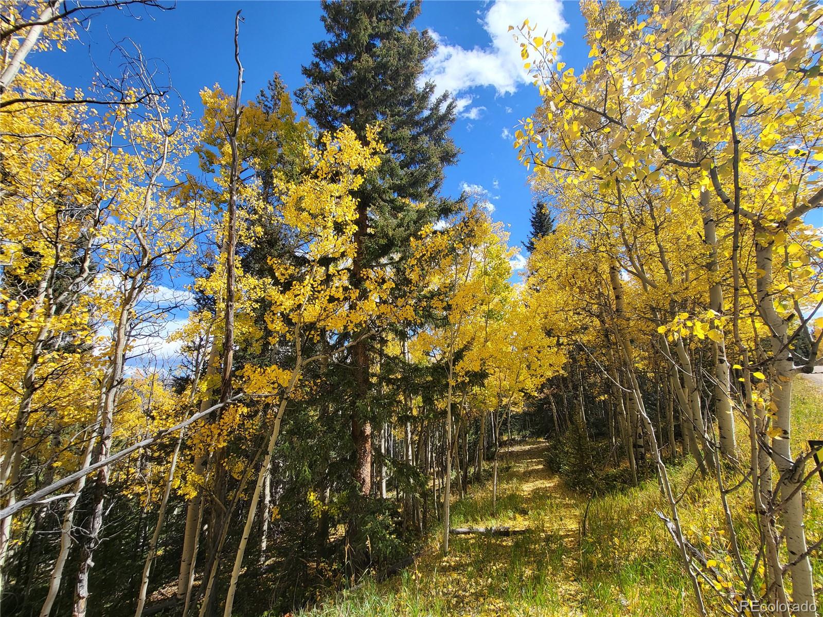0 Michigan Hill Road Jefferson, CO 80456 - Photo 48 of 49 a view of tree