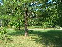 1950 Logue Road Mount Juliet, TN 37122 - Photo 1 of 2 Gallery Image 1