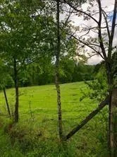 a view of yard with large trees