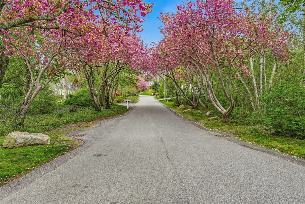 55 Ridgeview Drive Falmouth, MA 02540 - Photo 32 of 32 a view of a road with a tree