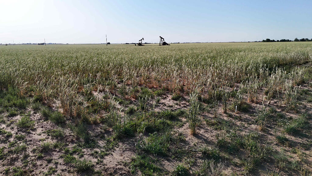 1443 County Road 145 Post, TX 79356 - Photo 15 of 22 a view of a large field with tall trees