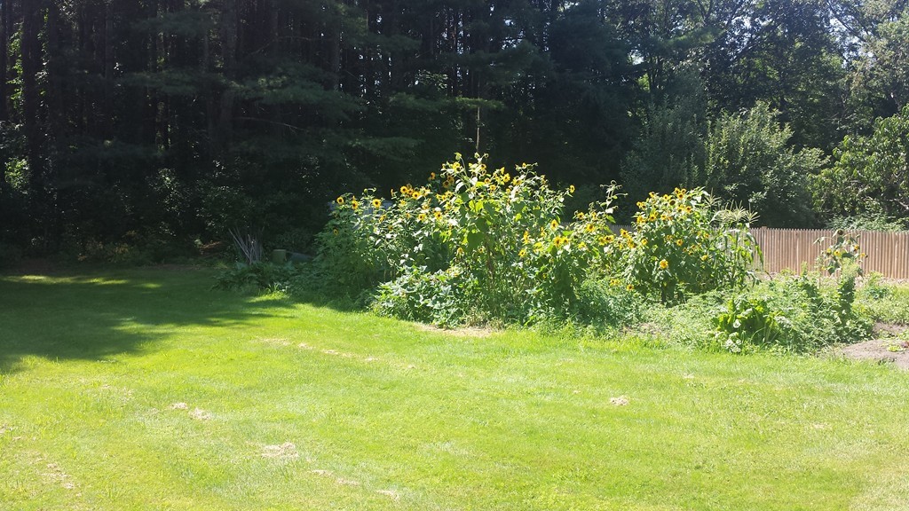 35 Pelham Road Amherst, MA 01002 - Photo 20 of 20 a view of a garden with plants