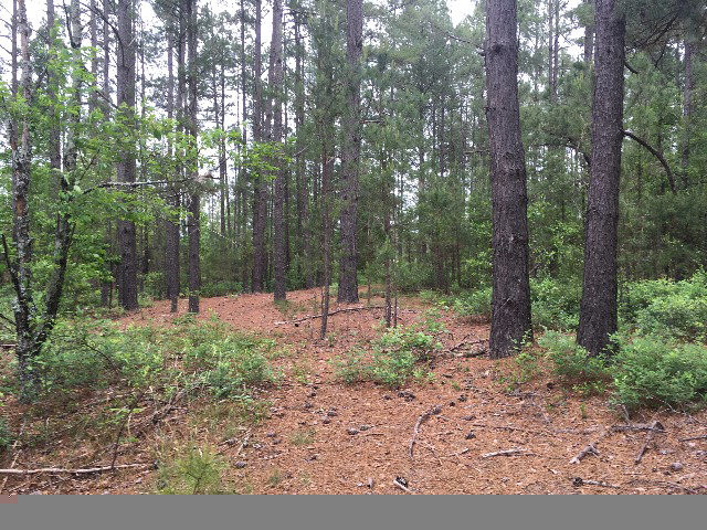 17.6-ac Dixie Clay Road Beech Island, SC 29842 - Photo 1 of 9