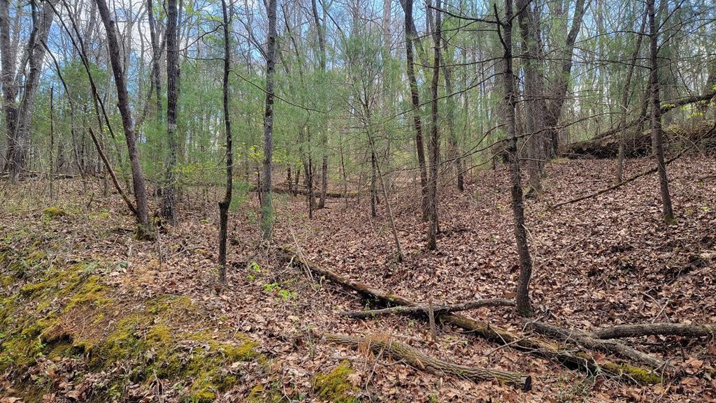0 Eads Bluff Road Northwest Georgetown, TN 37336 - Photo 1 of 4 a view of a yard with lots of plants and trees