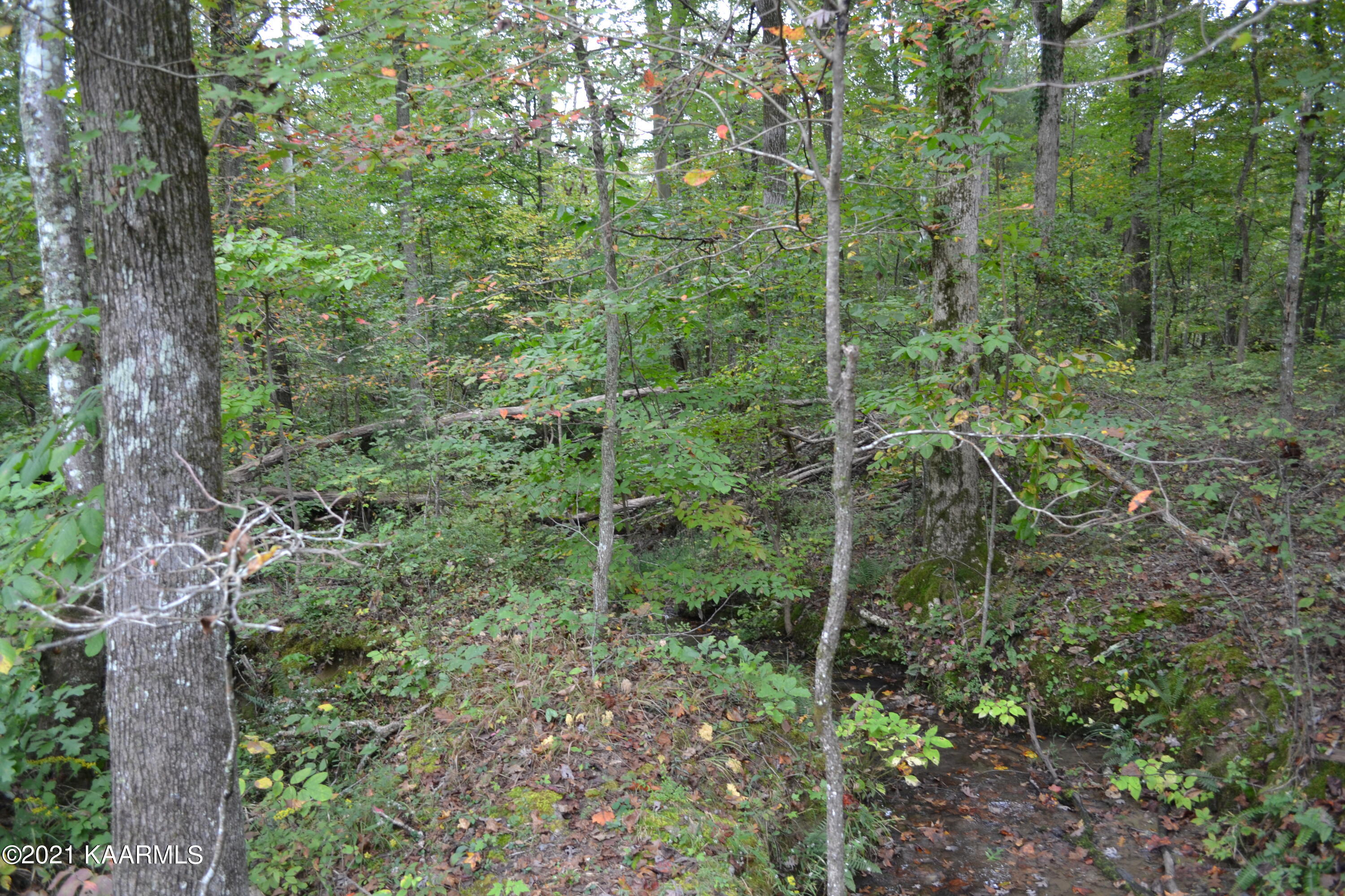 Warman Dr Spring Spring City, TN 37381 - Photo 11 of 18 DSC_0356