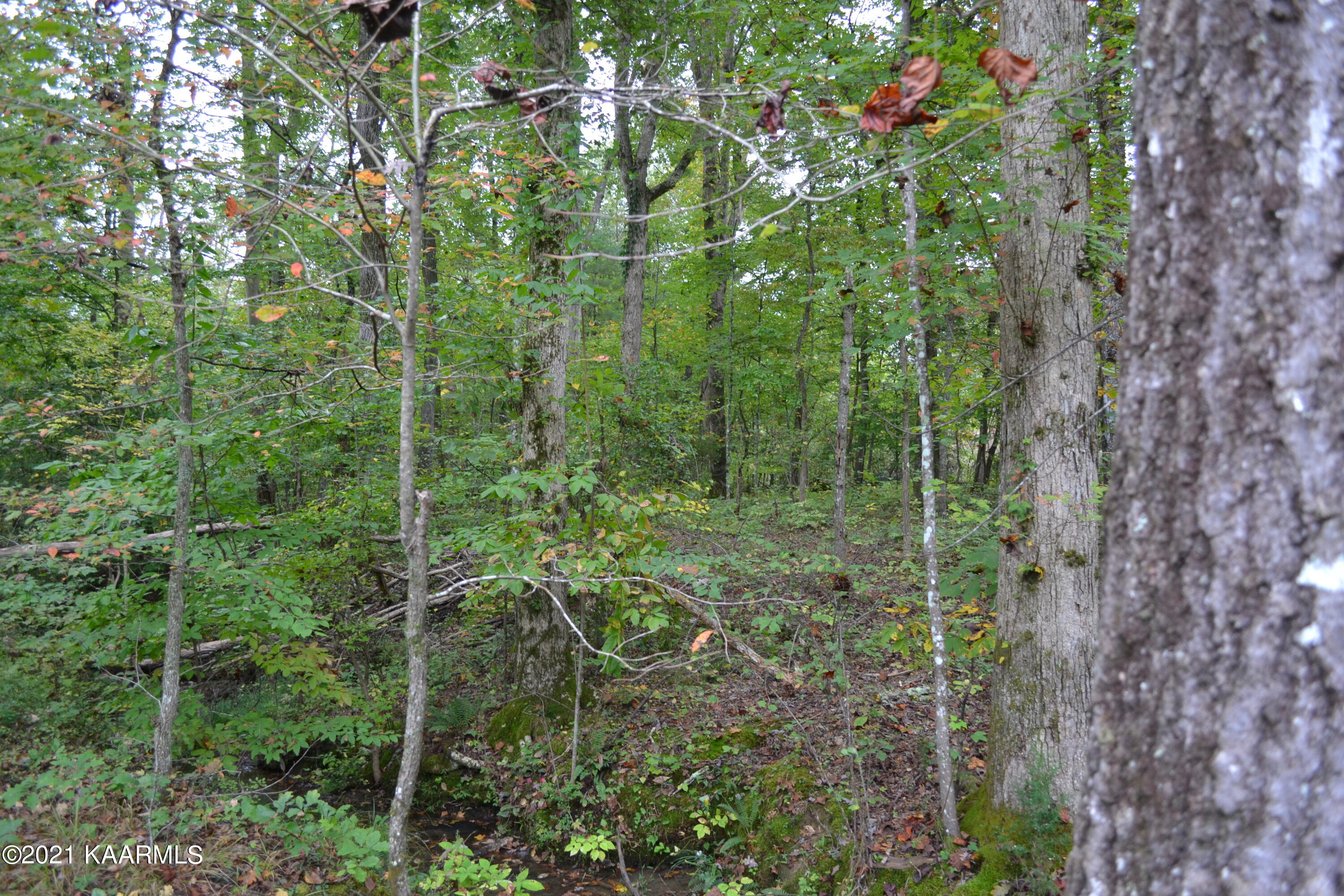 Warman Dr Spring Spring City, TN 37381 - Photo 12 of 18 DSC_0357