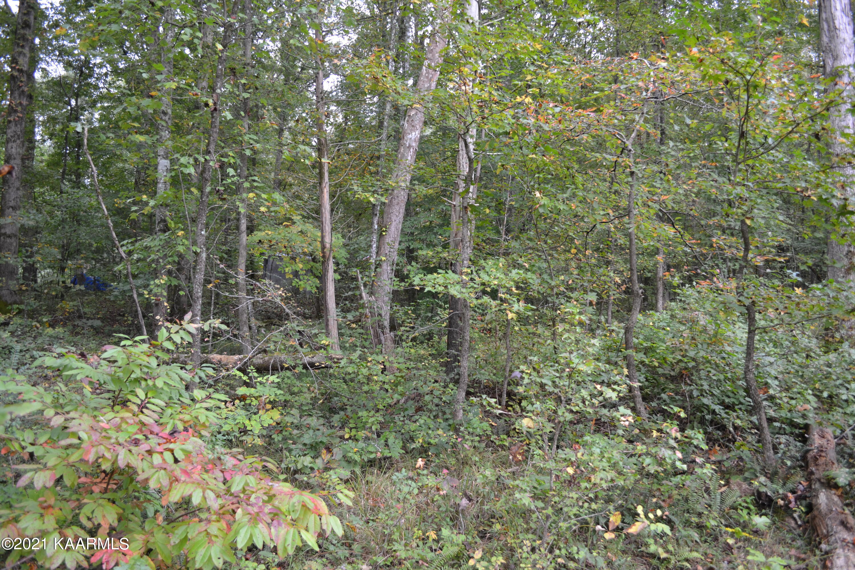 Warman Dr Spring Spring City, TN 37381 - Photo 14 of 18 DSC_0359