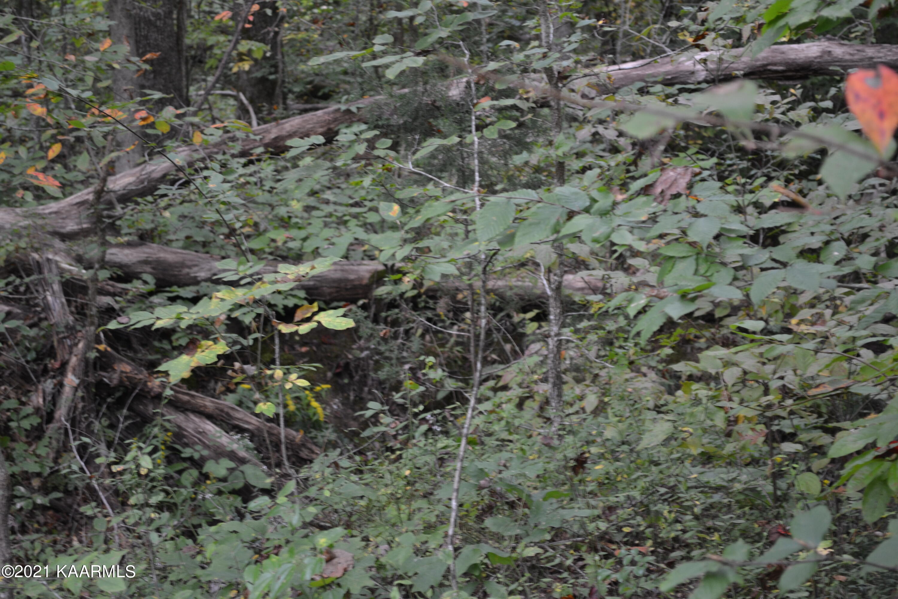 Warman Dr Spring Spring City, TN 37381 - Photo 16 of 18 DSC_0365