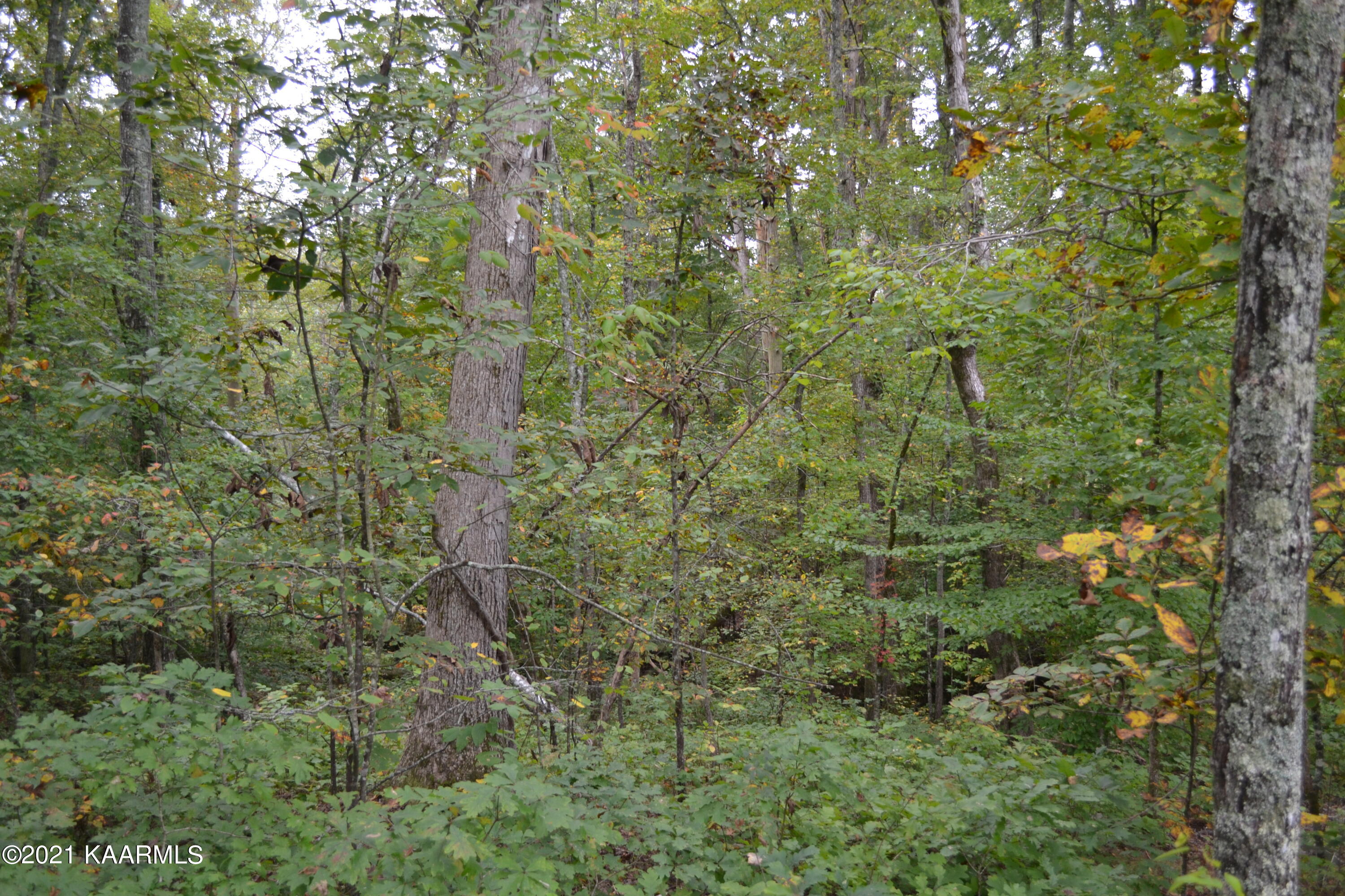 Warman Dr Spring Spring City, TN 37381 - Photo 3 of 18 DSC_0345