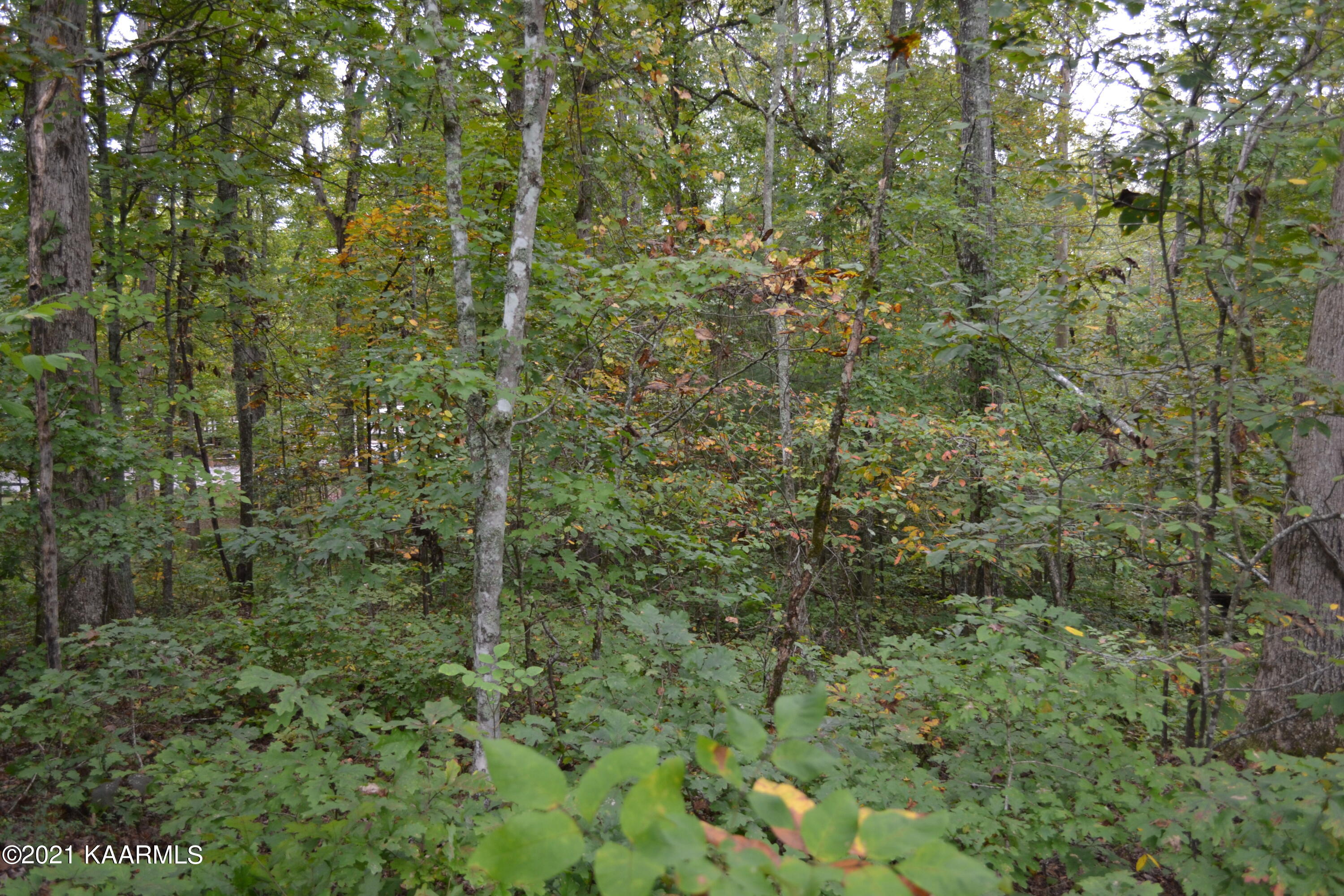 Warman Dr Spring Spring City, TN 37381 - Photo 4 of 18 DSC_0347