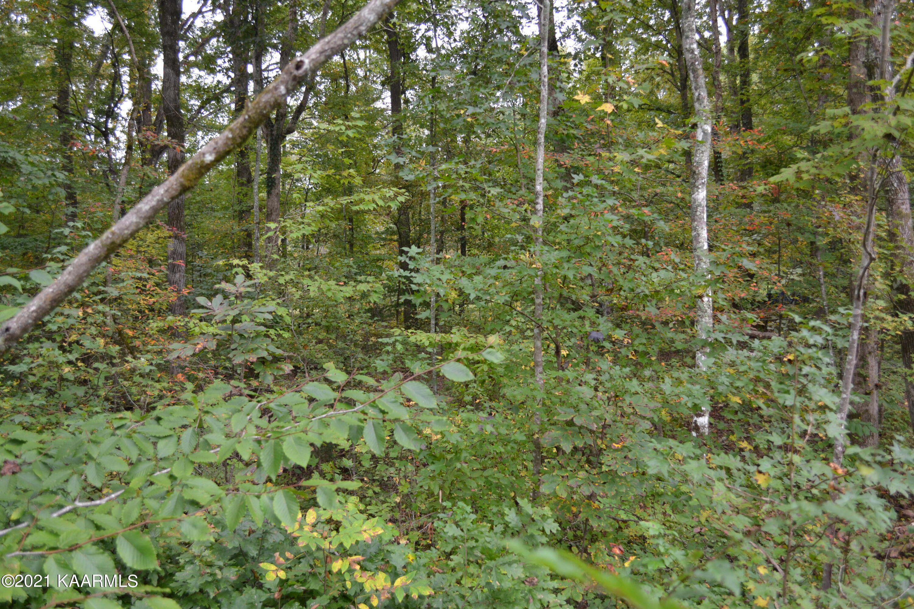 Warman Dr Spring Spring City, TN 37381 - Photo 5 of 18 DSC_0348