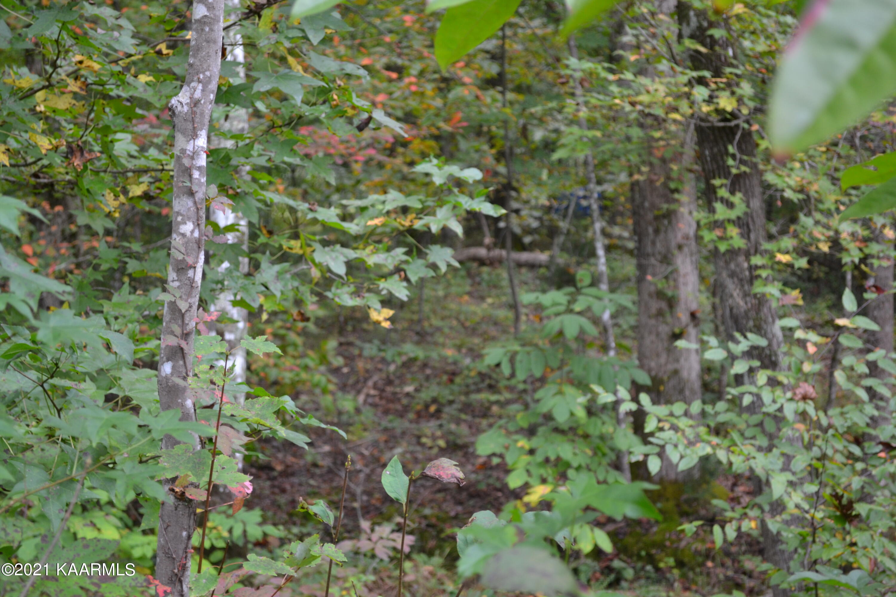 Warman Dr Spring Spring City, TN 37381 - Photo 6 of 18 DSC_0350