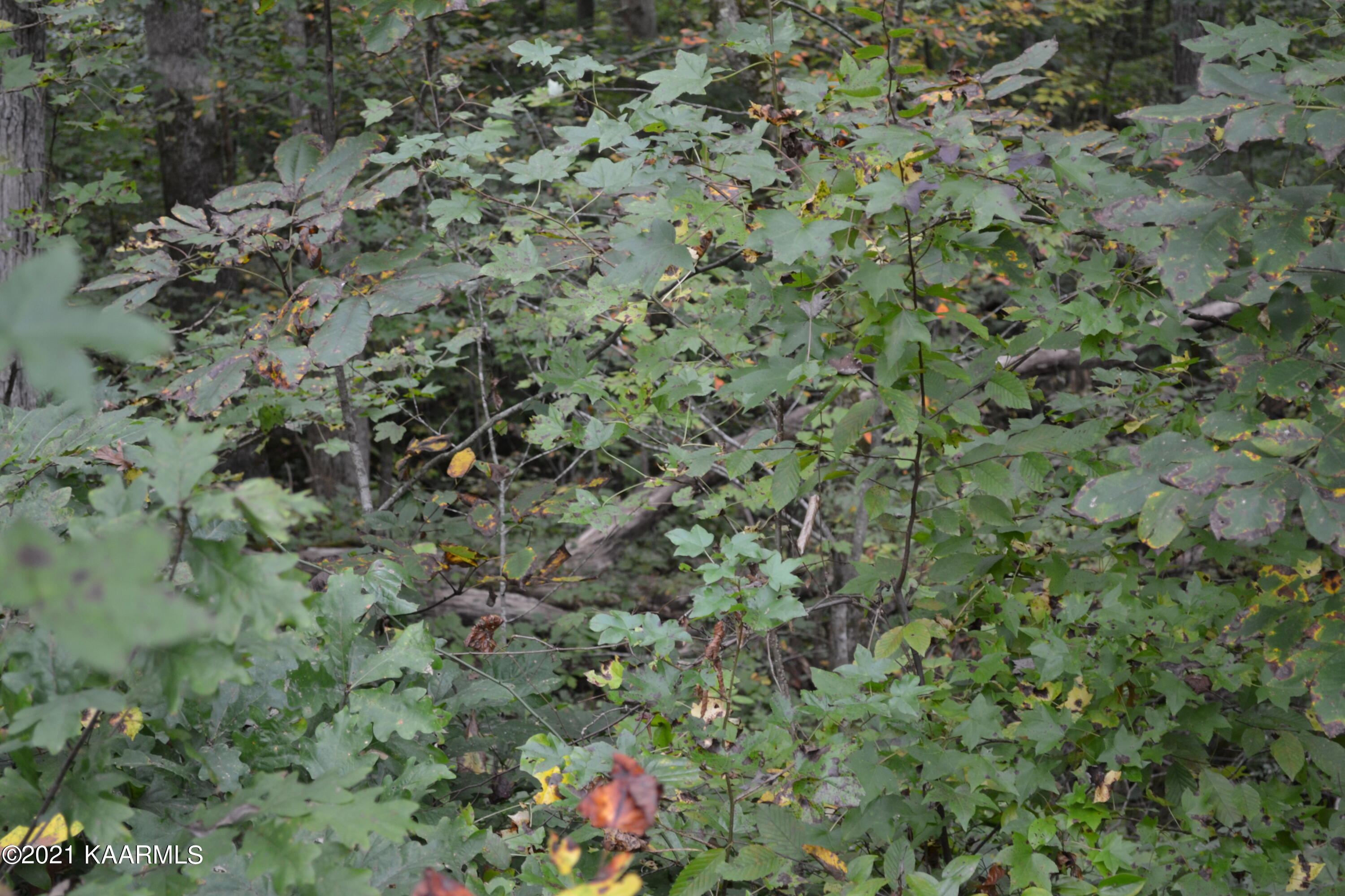 Warman Dr Spring Spring City, TN 37381 - Photo 7 of 18 DSC_0351