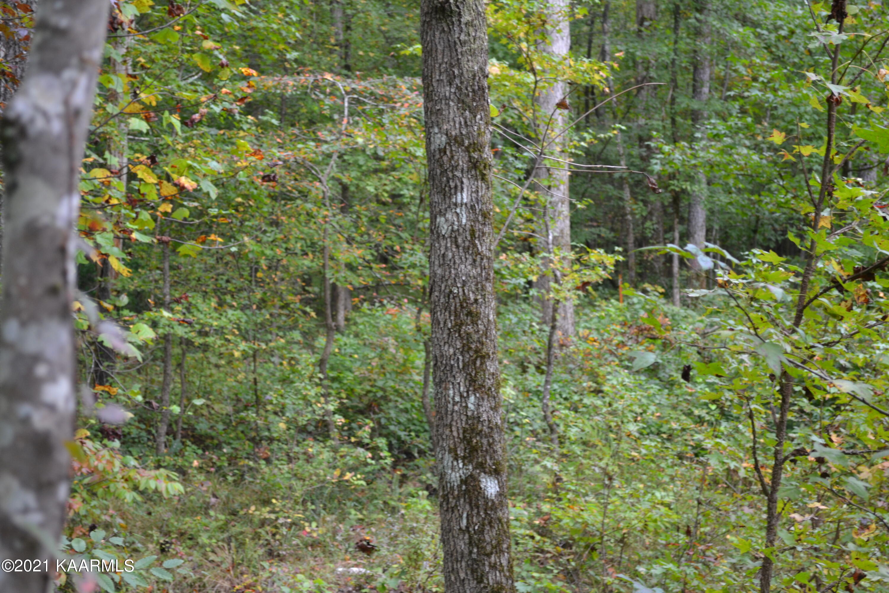 Warman Dr Spring Spring City, TN 37381 - Photo 8 of 18 DSC_0352