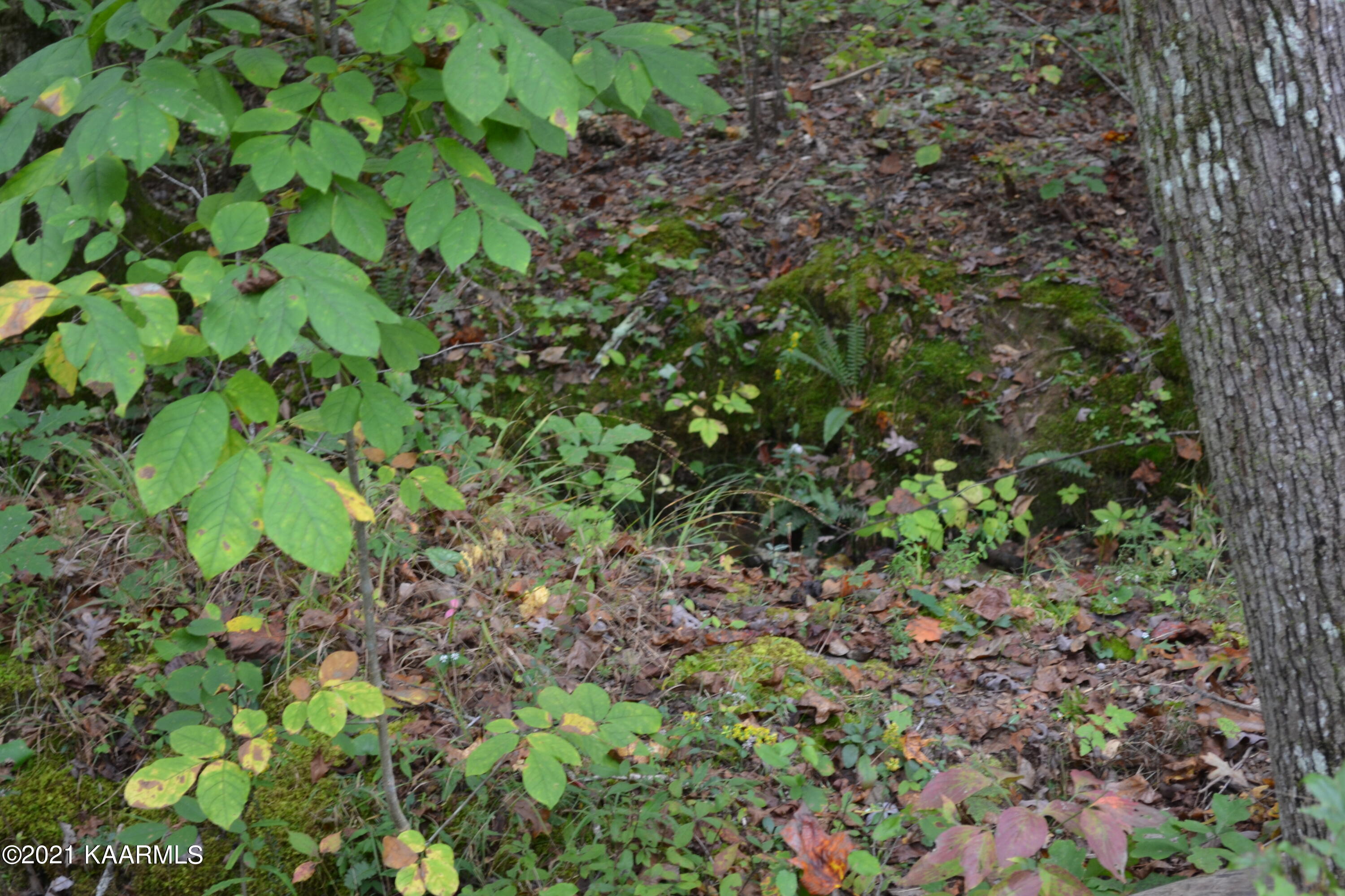 Warman Dr Spring Spring City, TN 37381 - Photo 10 of 18 DSC_0354