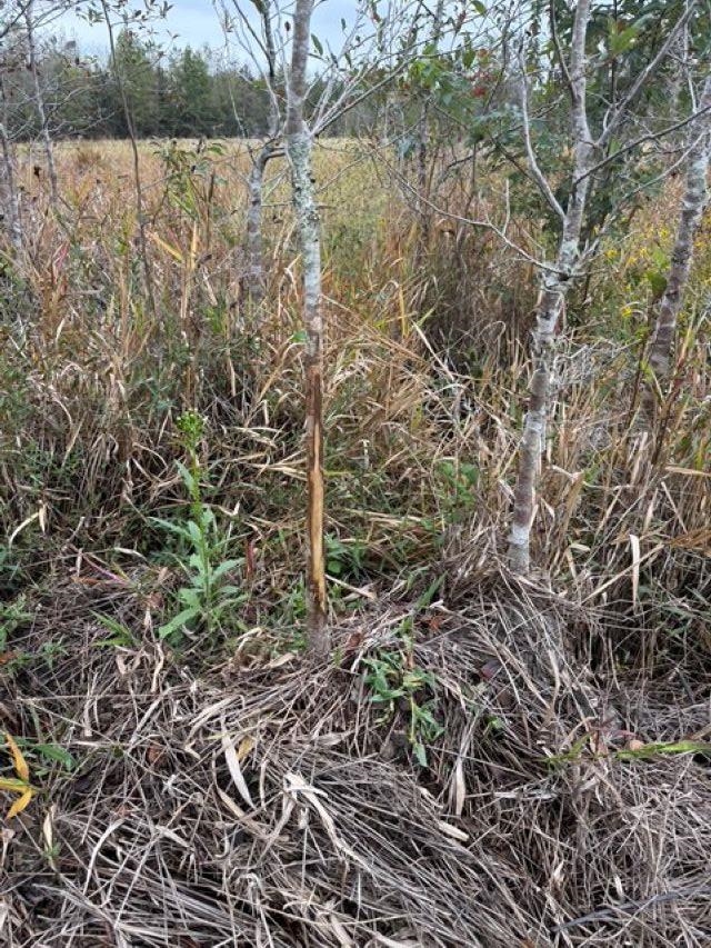 650 Northwest Flowers Road Madison, FL 32340 - Photo 14 of 30