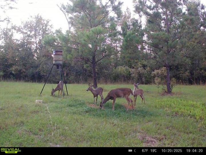 650 Northwest Flowers Road Madison, FL 32340 - Photo 2 of 30