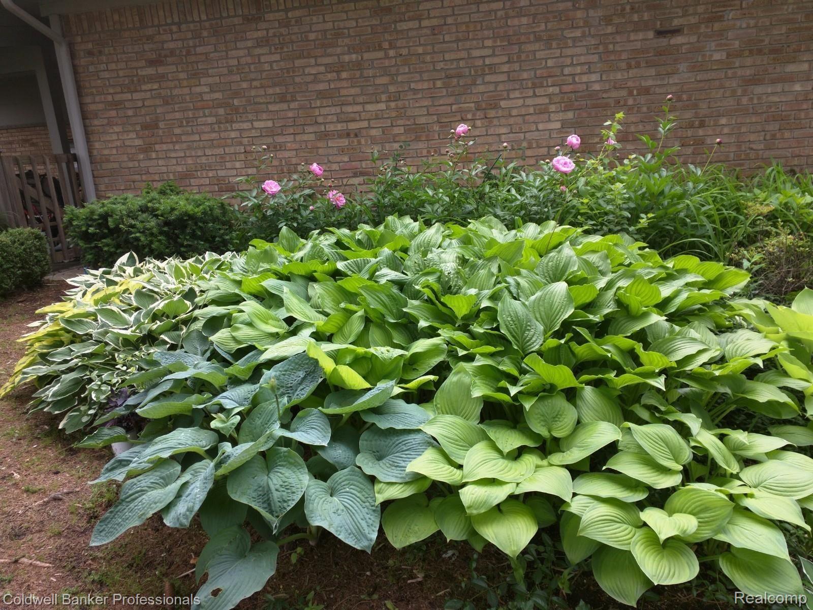 800 South Cranbrook Road Bloomfield Hills, MI 48301 - Photo 35 of 38 Hosta and Peony Garden Side Yard