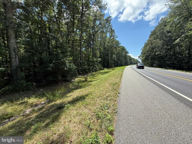 a yard with large trees and plants
