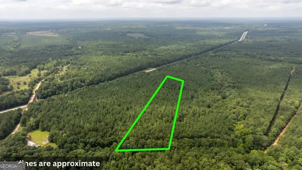 a view of a garden with a palm tree