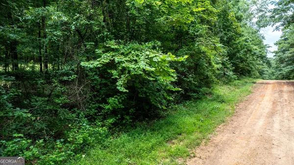 a view of a garden with plants
